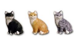 Cat sitting black K454