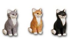 Cat sitting black K451